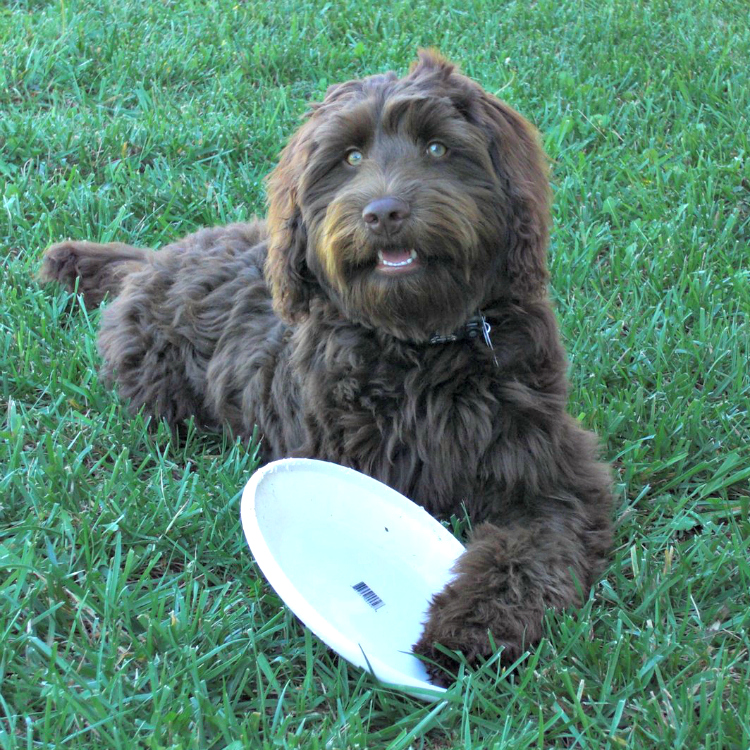 Chocolate Labradoodles from Mountain Creek Labradoodles
